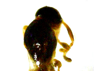Imenottero in escremento di geotritone (Formicidae?)